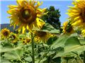 Tuscan sunflowers